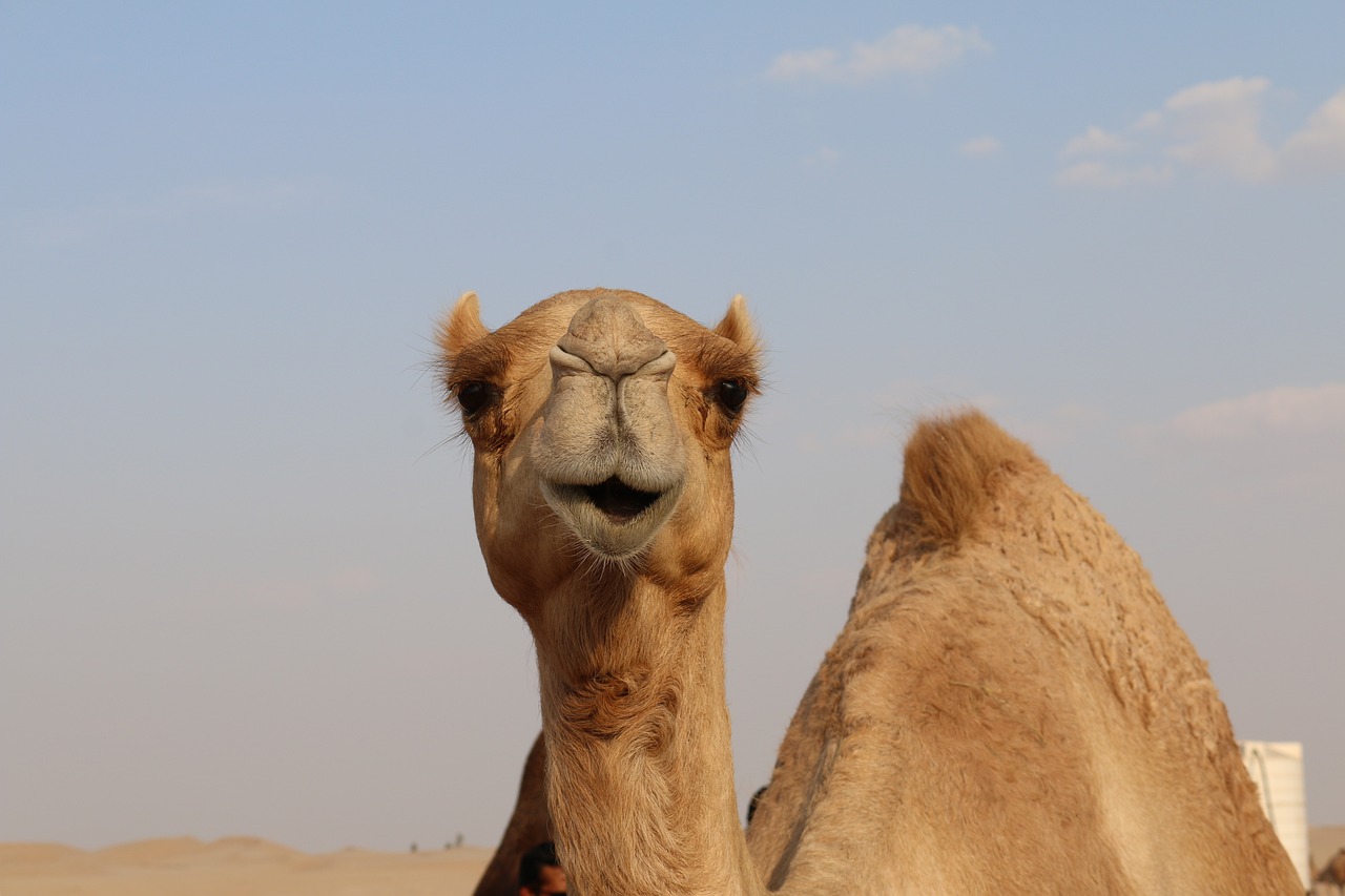 camel, desert, sand-2756363.jpg
