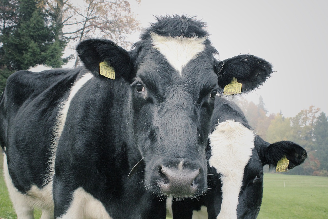 cows, two cows, dairy-1264545.jpg