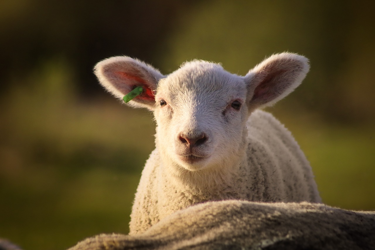 sheep, lamb, northern germany-7182968.jpg